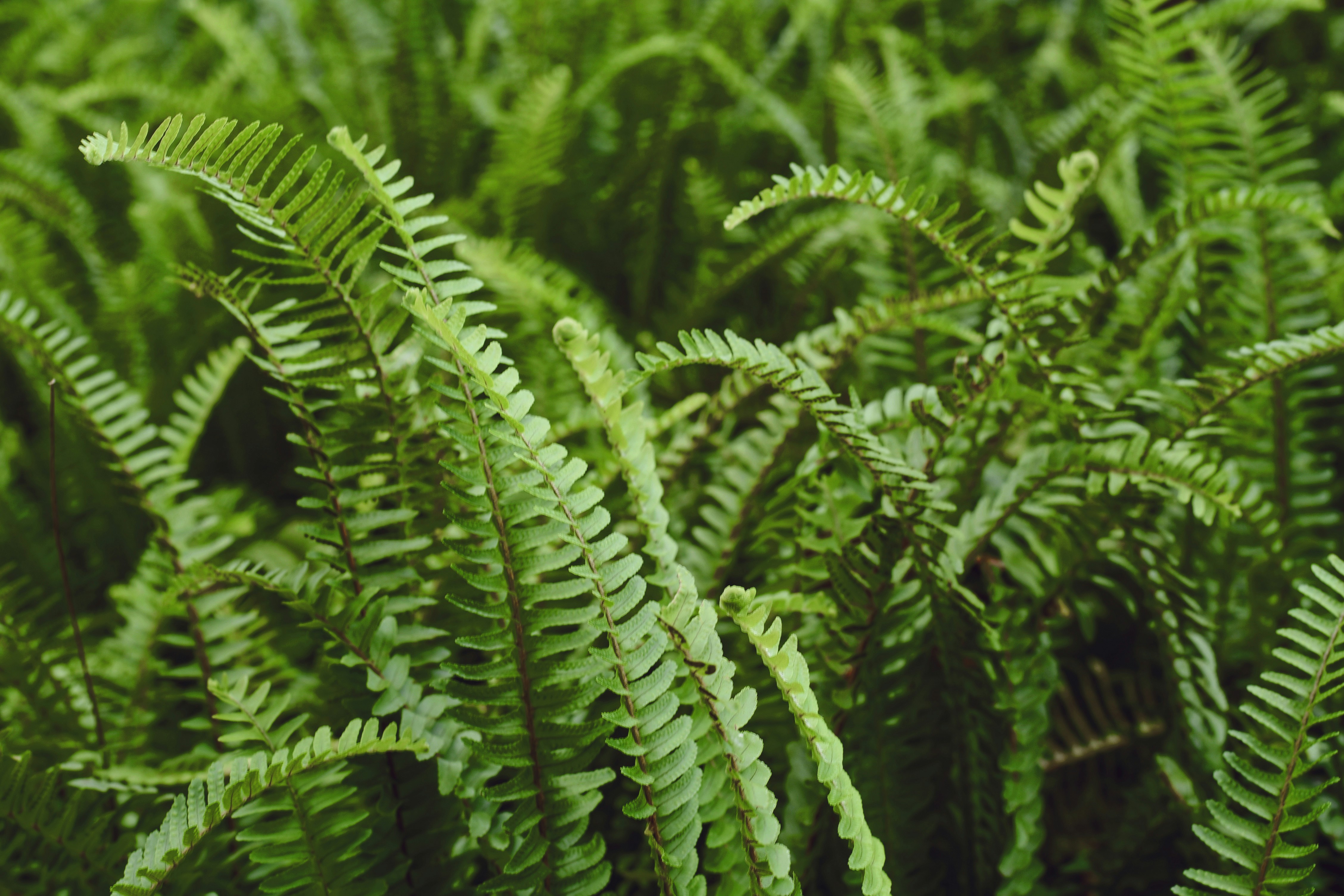 Boston Fern, a lush air purifying indoor fern